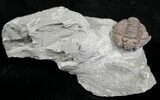 Flexicalymene Trilobite from Ohio - D #5911-2